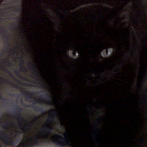 Meet your Posher, Carole - Picture 1 of 1